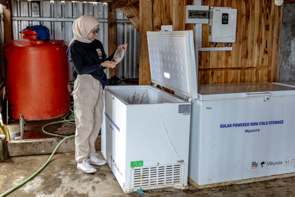 nex dilau pulau bungin sumbawa 0067