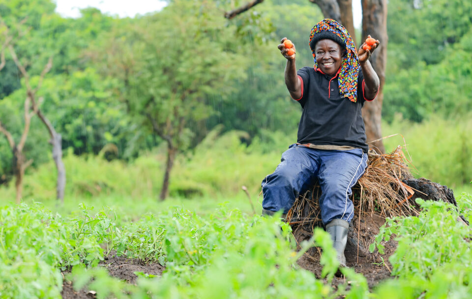 october 30, 2025 a portrait of lakot eve happily holding tomatoes from their group’s previous harvest in akee village in kololo, lakang subcounty in northern uganda.