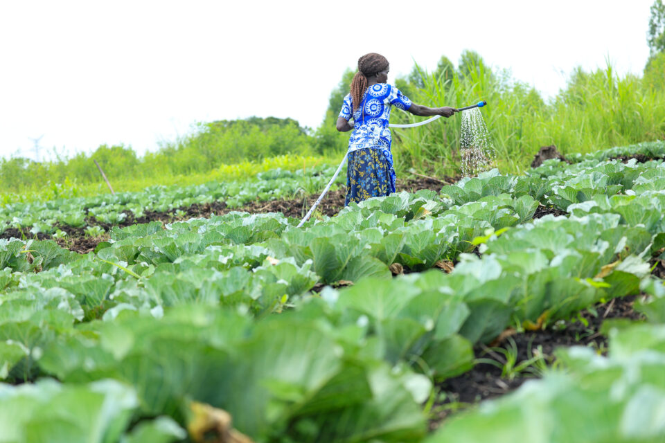 october 31, purongo town council, northern uganda apiyo jusphen, an official of atek ki lwak group watering their cabbage farm in lalem cell.